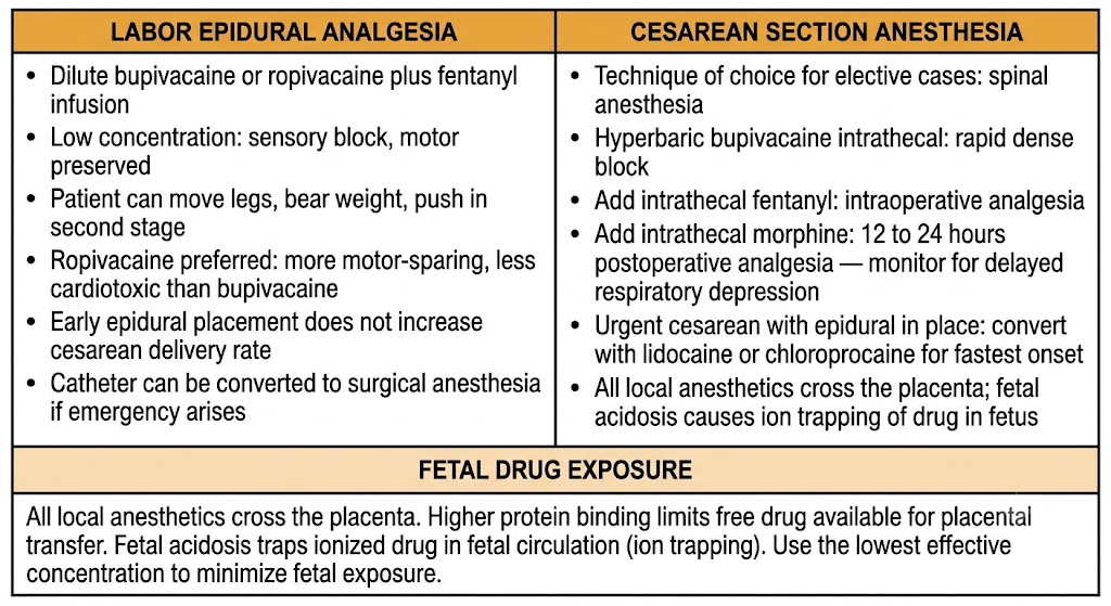 Two-panel diagram comparing labor epidural analgesia (dilute bupivacaine or ropivacaine plus fentanyl, sensory block with motor preserved, walking epidural) versus cesarean section anesthesia (spinal with hyperbaric bupivacaine, intrathecal fentanyl and morphine), with a shared Fetal Drug Exposure box on placental transfer and ion trapping.