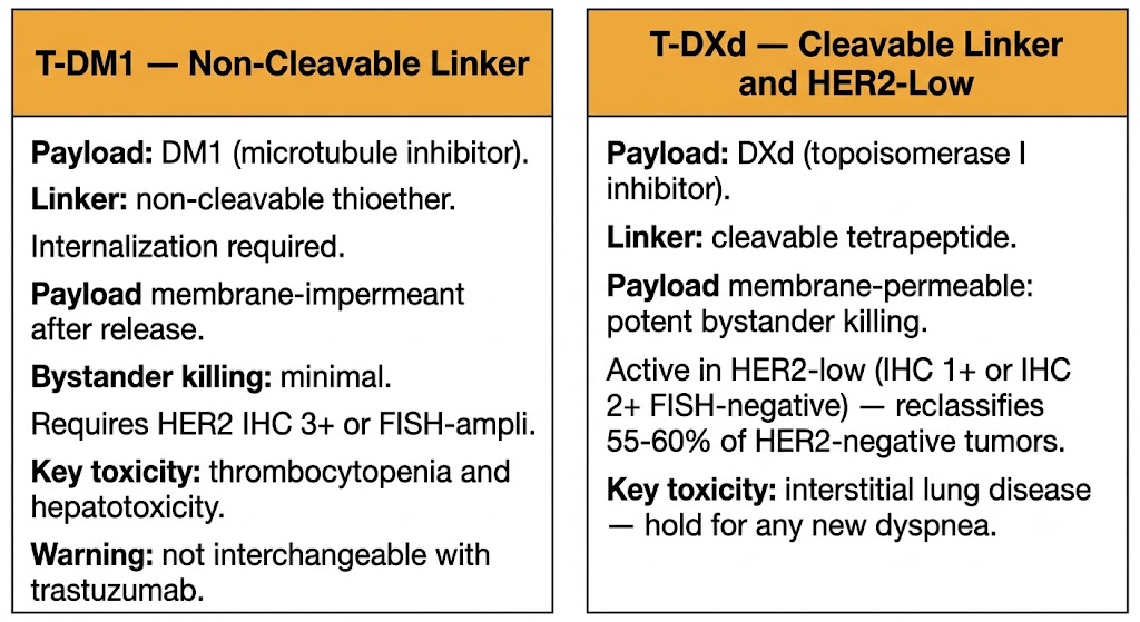 Two-panel comparison of T-DM1 (non-cleavable linker, minimal bystander killing, requires HER2-positive disease) versus T-DXd (cleavable linker, potent bystander killing, active in HER2-low disease), showing payloads, linker types, and key toxicities.