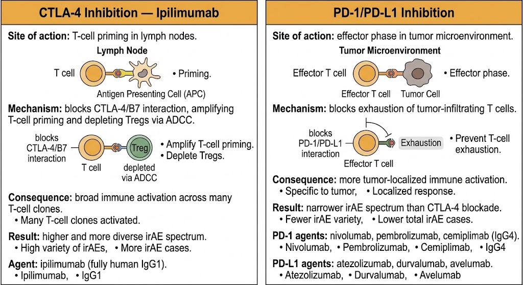 Two-panel comparison of CTLA-4 inhibition by ipilimumab (acting at T-cell priming in lymph nodes, producing broad immune activation and wider irAE spectrum) versus PD-1/PD-L1 inhibition (acting at the effector phase in the tumor microenvironment, producing more localized activation and narrower irAE spectrum).