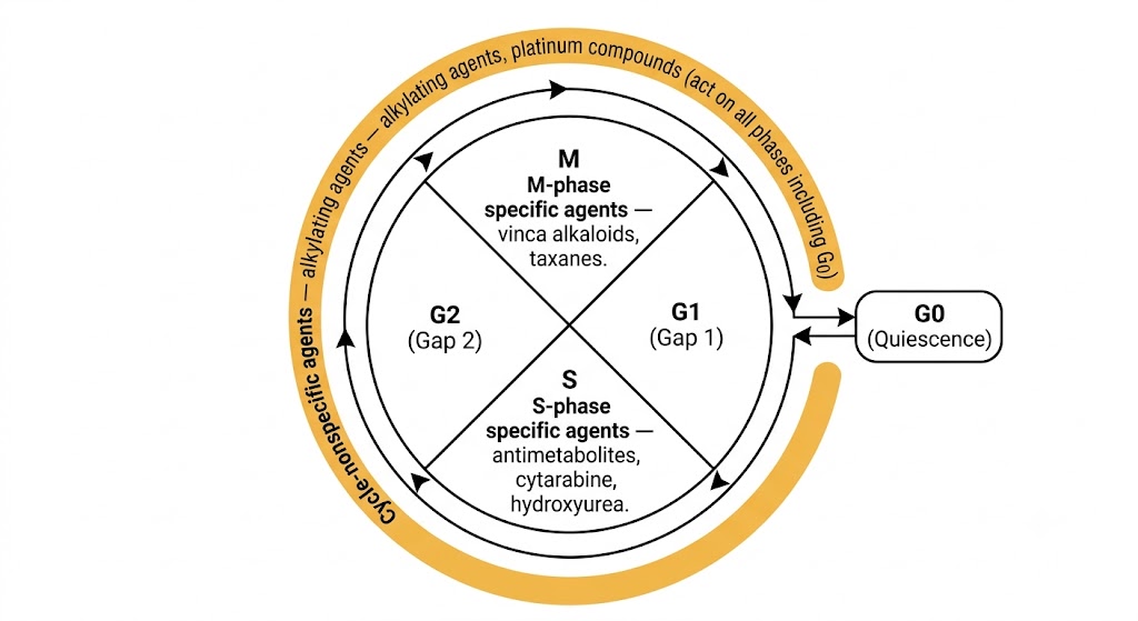Cell cycle diagram showing G1, S, G2, and M phases in a circle with G0 quiescence connected externally. S-phase specific agents (antimetabolites, cytarabine, hydroxyurea) labeled in S segment; M-phase specific agents (vinca alkaloids, taxanes) labeled in M segment; cycle-nonspecific agents (alkylating agents, platinum compounds) shown encircling all phases including G0.