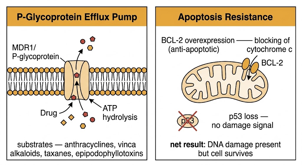 Two-panel diagram. Left panel: P-Glycoprotein Efflux Pump showing MDR1/P-glycoprotein spanning the cell membrane, pumping drug molecules out using ATP hydrolysis; substrates listed as anthracyclines, vinca alkaloids, taxanes, epipodophyllotoxins. Right panel: Apoptosis Resistance showing BCL-2 overexpression on mitochondrial outer membrane blocking cytochrome c release, and p53 crossed out indicating loss of damage signal; net result is DNA damage present but cell survives.