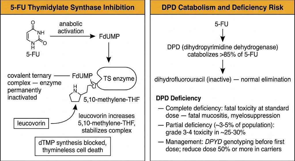 Two-panel diagram. Left panel: 5-FU Thymidylate Synthase Inhibition showing 5-FU converted by anabolic activation to FdUMP, which forms a covalent ternary complex with TS enzyme and 5,10-methylene-THF permanently inactivating the enzyme; leucovorin increases 5,10-methylene-THF to stabilize the complex; result is dTMP synthesis blocked and thymineless cell death. Right panel: DPD Catabolism and Deficiency Risk showing normal DPD catabolism of 5-FU to inactive dihydrofluorouracil, and DPD Deficiency section with three points: complete deficiency causes fatal toxicity at standard dose; partial deficiency in 3-5% of population causes grade 3-4 toxicity in 25-30%; management requires DPYD genotyping before first dose and 50% or greater dose reduction in carriers.