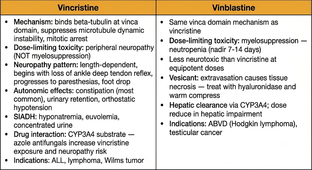 Two-panel comparison of vincristine and vinblastine. Vincristine panel: binds beta-tubulin at vinca domain, suppresses microtubule dynamic instability, mitotic arrest; dose-limiting toxicity is peripheral neuropathy not myelosuppression; neuropathy is length-dependent beginning with loss of ankle deep tendon reflex; autonomic effects include constipation, urinary retention, orthostatic hypotension; SIADH causes hyponatremia, euvolemia, concentrated urine; CYP3A4 substrate — azoles increase exposure; indications ALL, lymphoma, Wilms tumor. Vinblastine panel: same vinca domain mechanism; dose-limiting toxicity is myelosuppression with neutropenia nadir 7-14 days; less neurotoxic than vincristine; vesicant treated with hyaluronidase and warm compress; hepatic clearance via CYP3A4; indications ABVD Hodgkin lymphoma and testicular cancer.