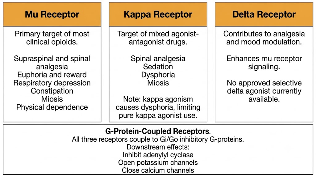 Three-panel diagram comparing mu, kappa, and delta opioid receptors showing their key effects and shared G-protein coupling mechanism.