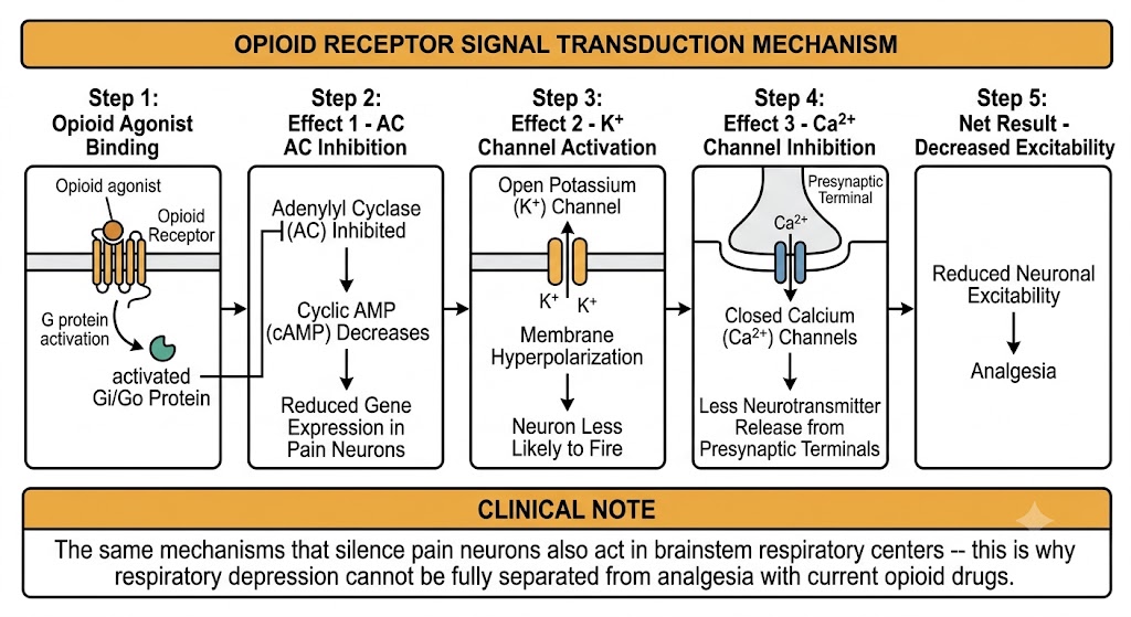 Five-step flow diagram showing opioid receptor signal transduction: Gi/Go activation, adenylyl cyclase inhibition, potassium channel opening, calcium channel closure, and net result of reduced neuronal excitability and analgesia.