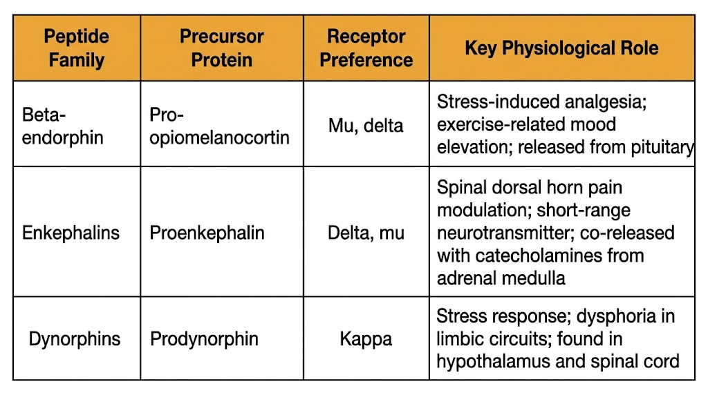 Reference table showing the three endogenous opioid peptide families: beta-endorphin from pro-opiomelanocortin, enkephalins from proenkephalin, and dynorphins from prodynorphin, with their receptor preferences and physiological roles.