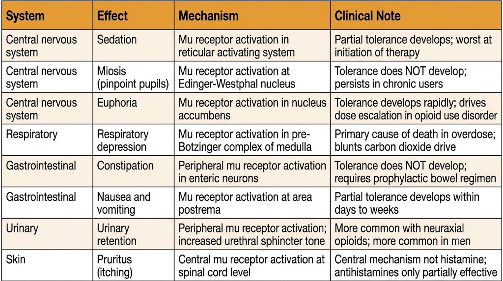 Reference table showing opioid adverse effects by organ system: central nervous system effects including sedation, miosis, and euphoria; respiratory depression; gastrointestinal effects including constipation and nausea; urinary retention; and pruritus, with mechanisms and clinical notes for each.