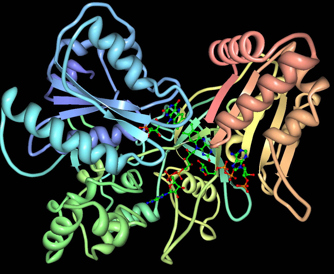 Ribbon diagram of cytochrome P450 oxidoreductase three-dimensional protein structure derived from yeast crystallography data, showing the characteristic alpha-helical fold and cofactor binding regions of the cytochrome P450 enzyme family that mediates hepatic drug metabolism.
