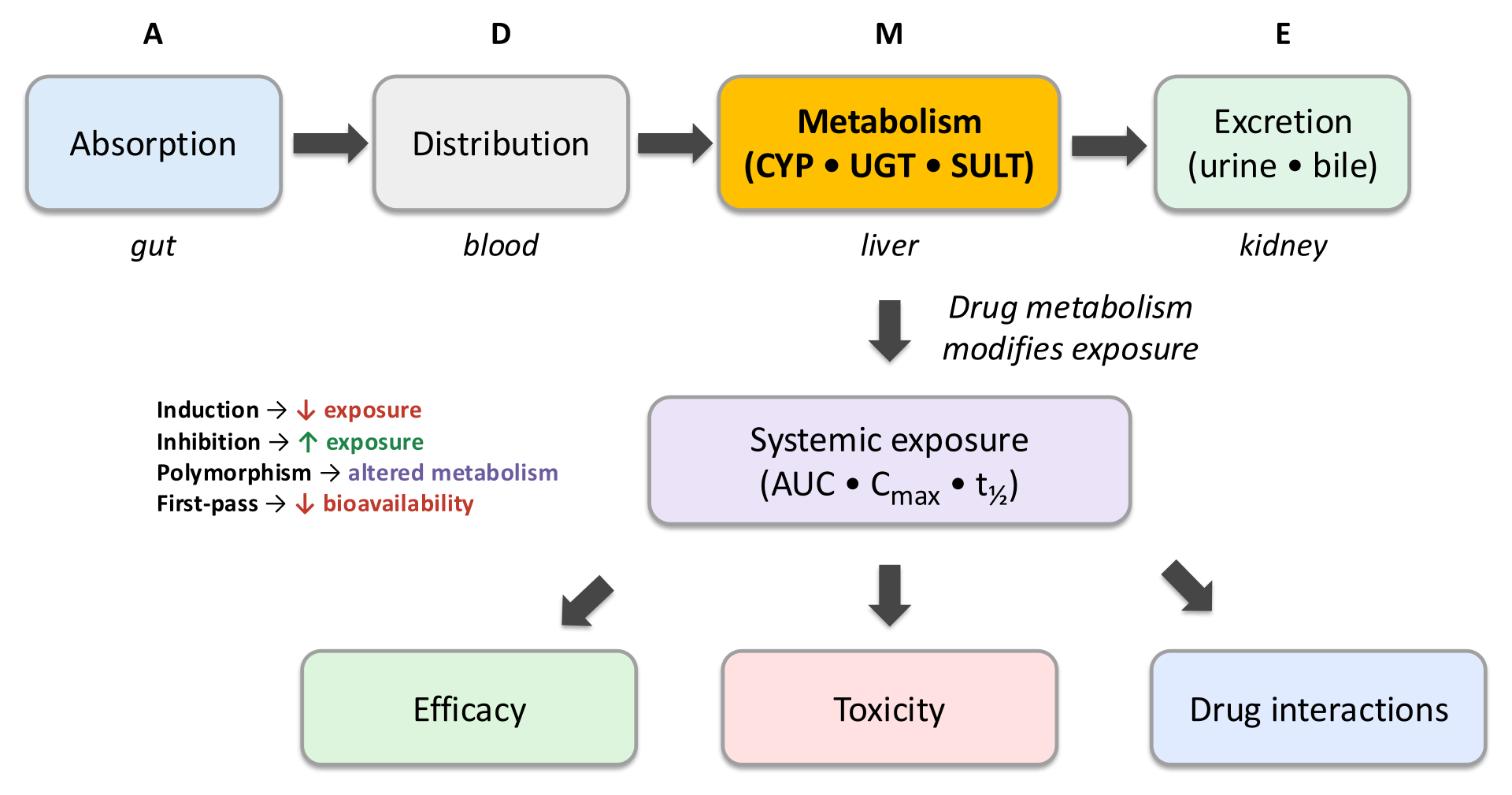 ADME schematic showing the sequential pathway of absorption in the gut, distribution in blood, metabolism in the liver by cytochrome P450, uridine diphosphate glucuronosyltransferase, and sulfotransferase enzymes, and excretion in urine and bile, with downstream effects of systemic exposure on efficacy, toxicity, and drug interactions, and annotations showing that induction decreases exposure, inhibition increases exposure, polymorphism alters metabolism, and first-pass decreases bioavailability.