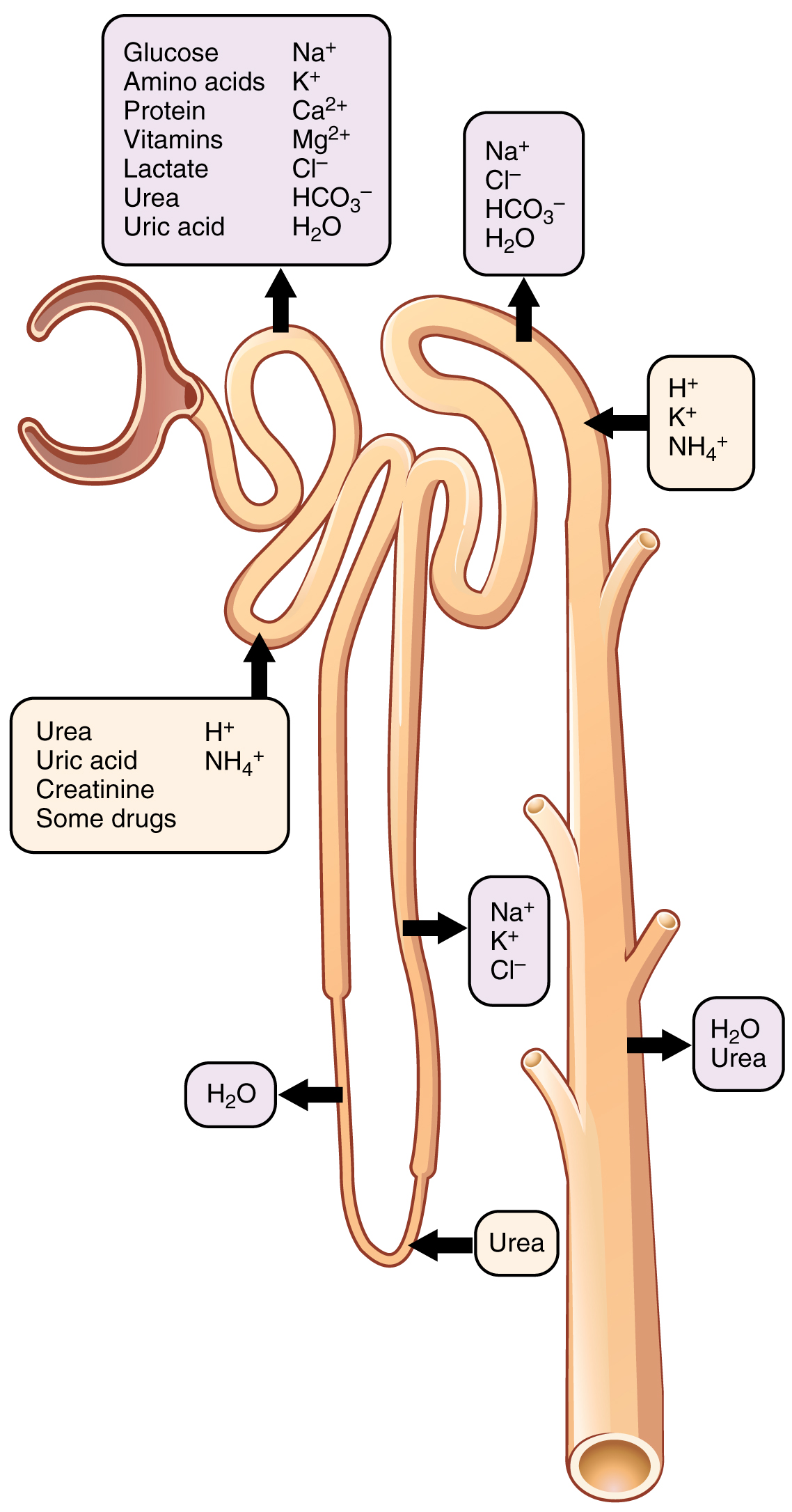 Diagram of a nephron showing the locations of secretion and reabsorption of substances along the renal tubule. Arrows indicate tubular secretion of urea, uric acid, creatinine, hydrogen ions, ammonium, and some drugs from the peritubular blood into the proximal tubule lumen, and reabsorption of glucose, amino acids, sodium, potassium, bicarbonate, and water from the tubular fluid back into the bloodstream at the proximal convoluted tubule and distal segments.