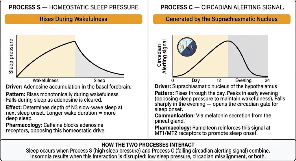 Two-panel diagram showing Process S homeostatic sleep pressure and Process C circadian alerting signal and how their interaction governs sleep timing.