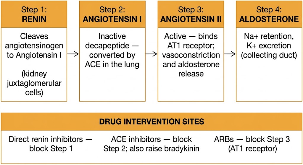 Flow diagram of the renin-angiotensin-aldosterone cascade showing four sequential steps: renin cleaves angiotensinogen to angiotensin I in the kidney, angiotensin-converting enzyme converts angiotensin I to angiotensin II in the lung, angiotensin II binds the AT1 receptor causing vasoconstriction and aldosterone release, and aldosterone causes sodium retention and potassium excretion in the collecting duct. A panel below identifies drug intervention sites for direct renin inhibitors, angiotensin-converting enzyme inhibitors, and angiotensin receptor blockers.