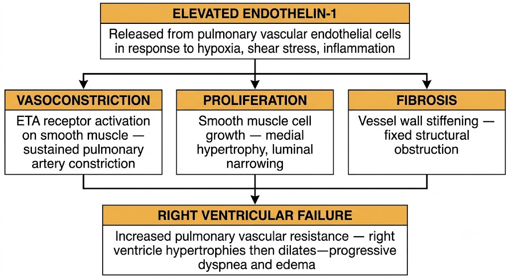 Flow diagram showing how elevated endothelin-1, released from pulmonary vascular endothelial cells in response to hypoxia, shear stress, and inflammation, drives three parallel processes: vasoconstriction via ETA receptor activation on smooth muscle, smooth muscle cell proliferation causing medial hypertrophy and luminal narrowing, and fibrosis causing fixed structural obstruction. All three pathways converge on right ventricular failure through increased pulmonary vascular resistance.