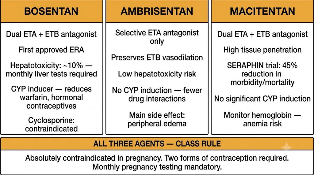 Three-panel comparison of the endothelin receptor antagonists: bosentan as a dual ETA and ETB antagonist with approximately 10 percent hepatotoxicity risk requiring monthly liver tests and cytochrome P450 induction causing drug interactions including cyclosporine contraindication; ambrisentan as a selective ETA antagonist with low hepatotoxicity risk, no cytochrome P450 induction, and peripheral edema as main side effect; and macitentan as a dual antagonist with high tissue penetration, SERAPHIN trial morbidity and mortality benefit, and anemia monitoring requirement. A shared panel states the class rule: absolutely contraindicated in pregnancy with mandatory dual contraception and monthly pregnancy testing.
