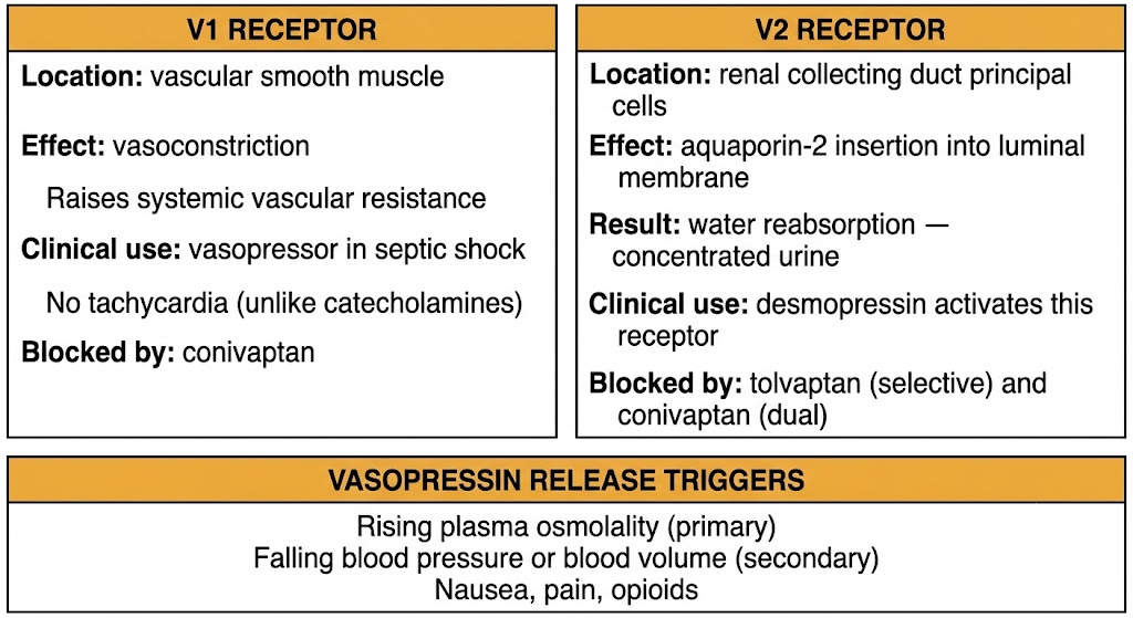 Two-panel diagram of vasopressin receptor pharmacology. Left panel shows V1 receptor on vascular smooth muscle producing vasoconstriction and raising systemic vascular resistance, used as a vasopressor in septic shock without causing tachycardia, blocked by conivaptan. Right panel shows V2 receptor on renal collecting duct principal cells triggering aquaporin-2 insertion into the luminal membrane, producing water reabsorption and concentrated urine, activated by desmopressin and blocked by tolvaptan and conivaptan. Shared panel below lists vasopressin release triggers: rising plasma osmolality, falling blood pressure or volume, and nausea, pain, and opioids.