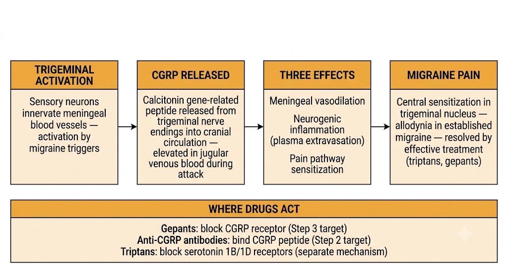 Four-step flow diagram of calcitonin gene-related peptide migraine mechanism: trigeminal activation of sensory neurons innervating meningeal blood vessels, calcitonin gene-related peptide release into cranial circulation elevated in jugular venous blood during attack, three simultaneous effects including meningeal vasodilation, neurogenic inflammation with plasma extravasation, and pain pathway sensitization, leading to migraine pain with central sensitization and allodynia. Shared panel below shows drug intervention sites: gepants block the calcitonin gene-related peptide receptor, anti-CGRP antibodies bind the calcitonin gene-related peptide peptide, and triptans block serotonin 1B/1D receptors through a separate mechanism.