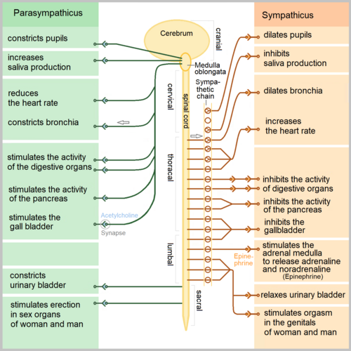 Comparison diagram of parasympathetic (green, left) and sympathetic (orange, right) effects on target organs including pupils, heart, bronchi, digestive organs, bladder, and reproductive organs