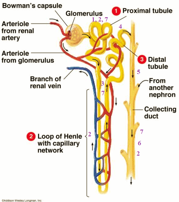 nephron2.png
